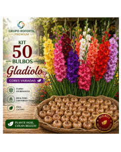 Kit 50 Bulbos de Gladiolo Cores Sortidas Flores Ornamentais Para Jardim 